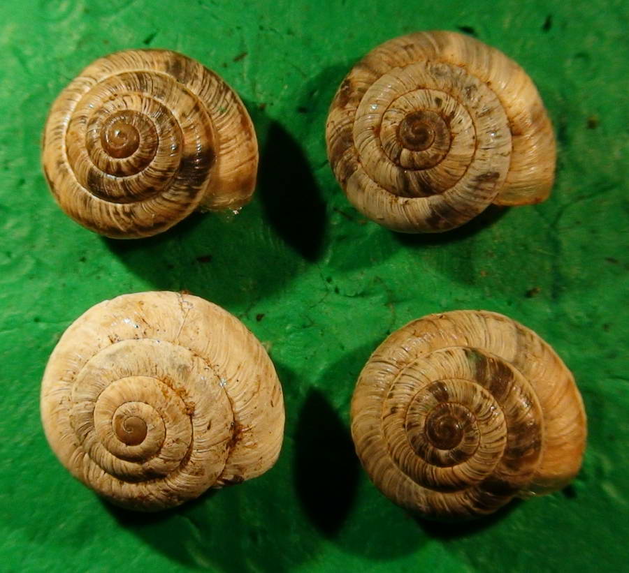 Gastropodi e Ambienti del Parco del Pollino